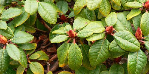 chlorozaLAVENDERGARDEN