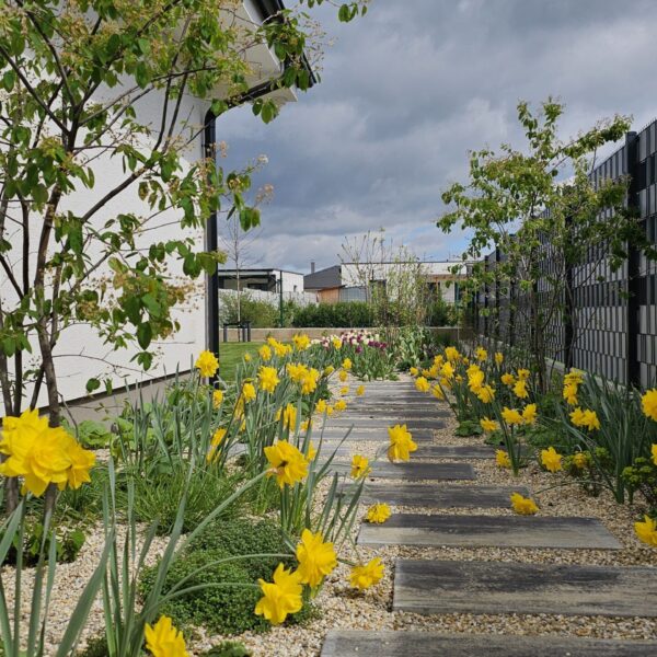 cibuloviny na zahrade