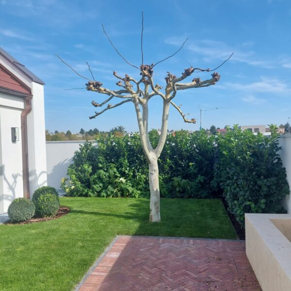 Platan ako hlavny strom na zahrade