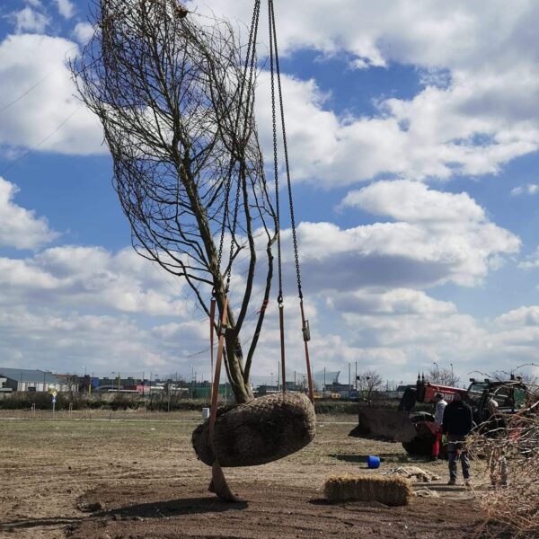 sadenie velkych stromov