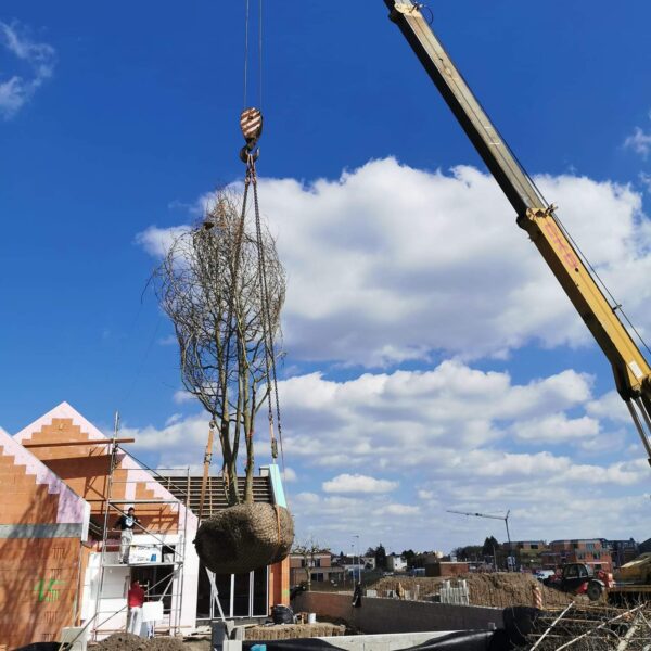 Sadenie stromov so zeriavom