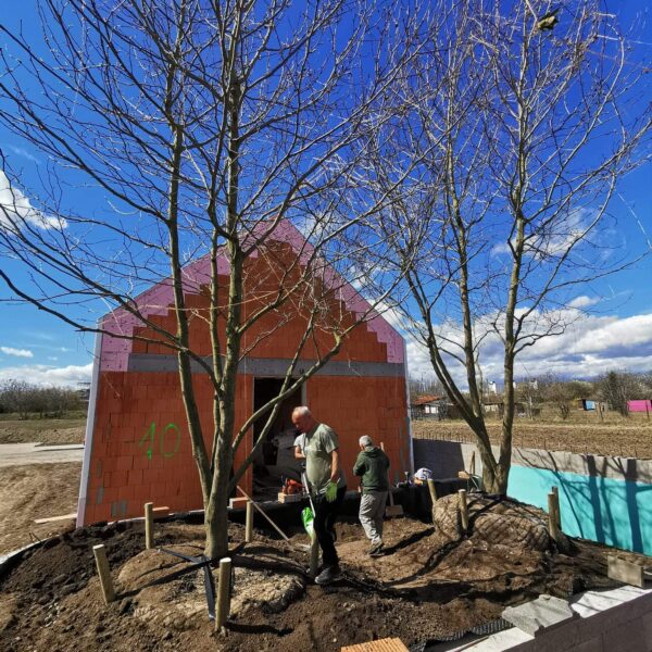 Vysadba nadrozmernych stromov