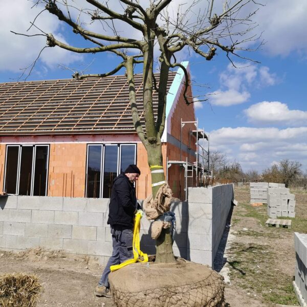 Ako sadit velke stromy