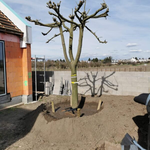 Správne osadenie velkeho stromu