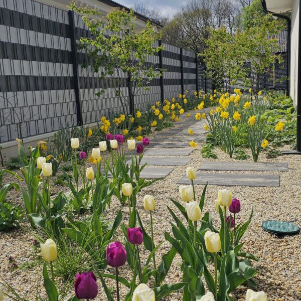 tulipany jar na zahrade