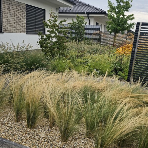 Záhradné trávy v záhone